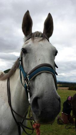Image 3 of Beautiful grey gelding for part loan.