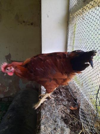 Image 3 of Pretty Black tail Cockerel for sale