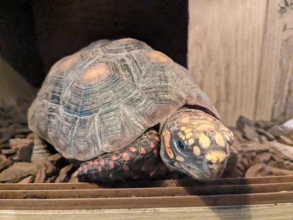 Image 3 of Two redfoot tortoises forsale