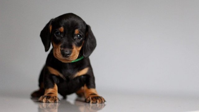 Image 22 of Ready Now only 5 dachshunds left