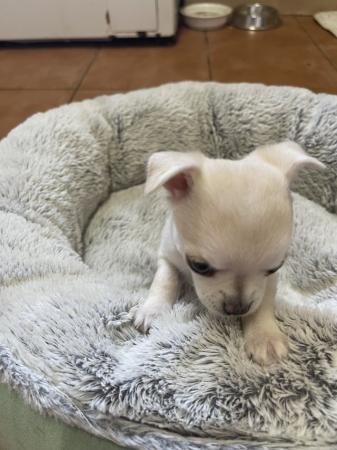 Image 5 of Purebred cream chihuahua puppy