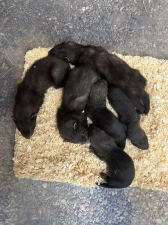 Image 4 of 9 weeks old Black Ferrets