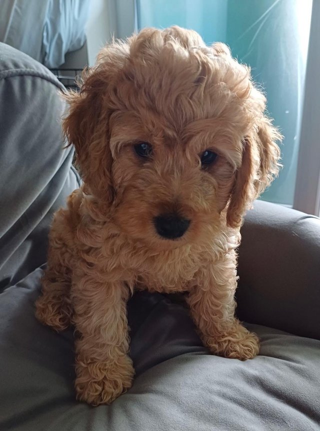 Preview of the first image of COCKAPOO BOY PUPPY WIMBLEDON.