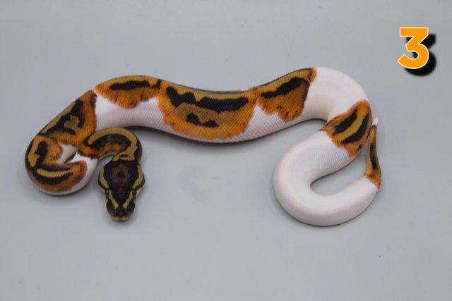 Preview of the first image of 2023 Orange Dream Pied Male!!!.