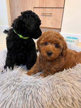 Image 11 of KC registered toy poodle puppies LAST BOY