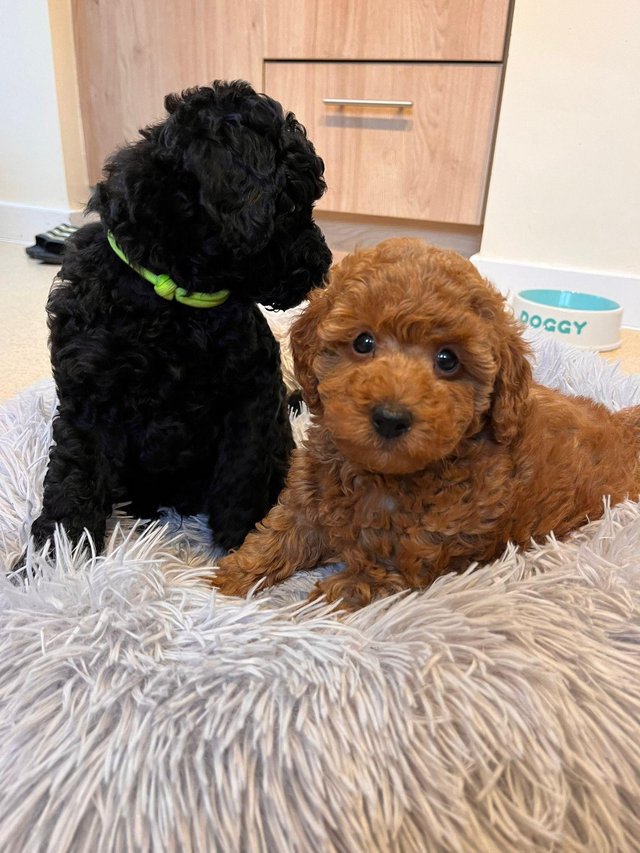 Preview of the first image of KC registered toy poodle puppies LAST 2 BOYS (REDUCED).