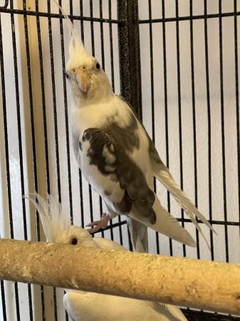 Image 6 of Beautiful Pairs cockatiels for sale