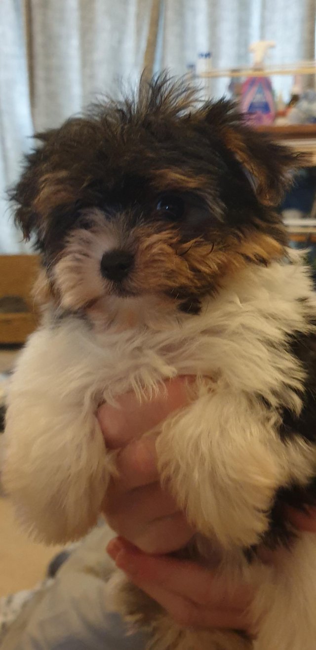 Preview of the first image of Biewer terrier beautiful TINY girl.