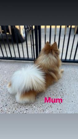 Image 9 of Pomeranian puppies extra fluffy 1 girl and 1 boy available