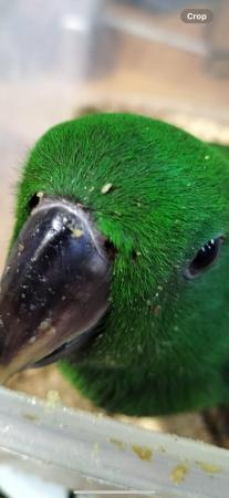 Image 4 of Hand reared baby male Solomon island eclectus parrot