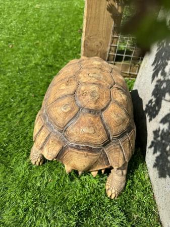 Image 3 of Tortoise (Sulcata) unsexed too young