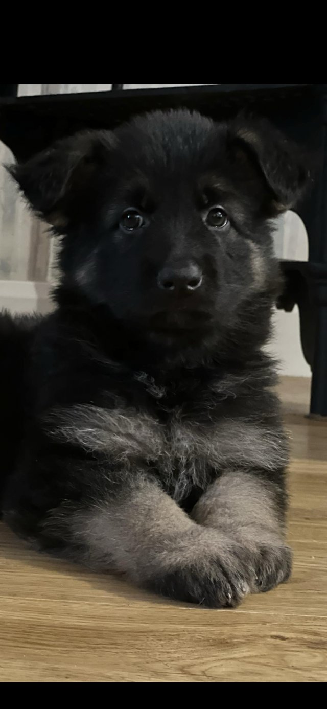 Preview of the first image of German Shepherd puppies for sale.