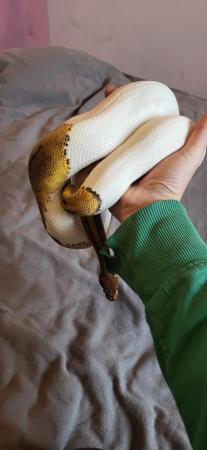 Image 7 of Royal python's for sale a normal a lesser and lemonblast p