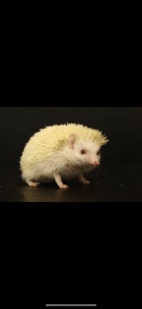 Image 3 of Albino African Pygmy Hedgehog (3 Years Old)