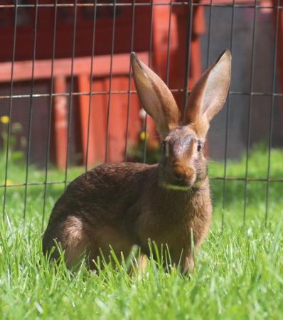 Image 7 of Belgian Hares – Pedigree