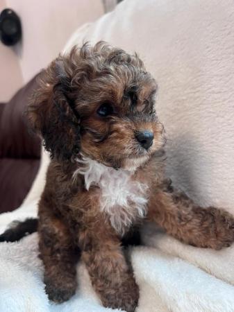 Image 9 of Gorgeous Toy Cavapoos - Ready Now!