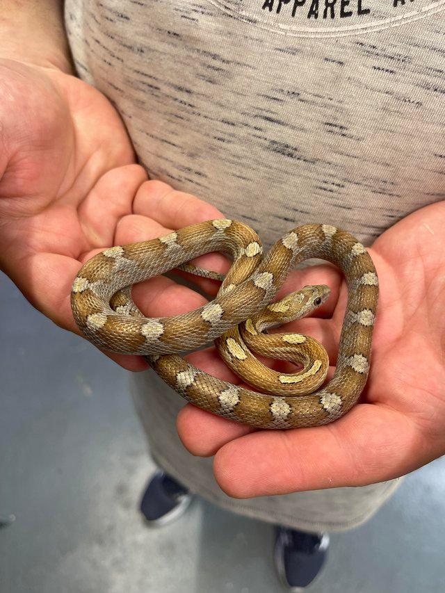Preview of the first image of Corn snakes and setups available- various morphs and age.