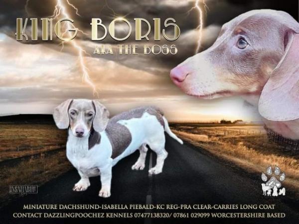 Image 1 of Beautiful Isabella and tan piebald smooth dachshund