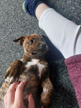 Image 5 of Beautiful Staffordshire bull terriers puppys