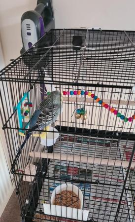 Image 5 of Two budges and cage with all toys.