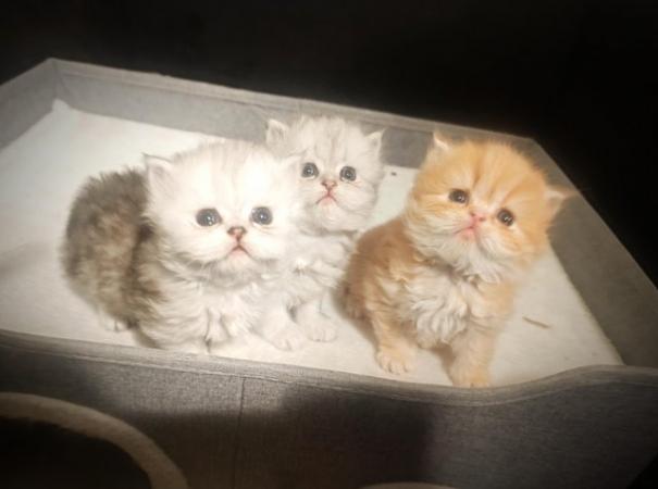 Image 3 of Doll-faced pedigree Persian kittens