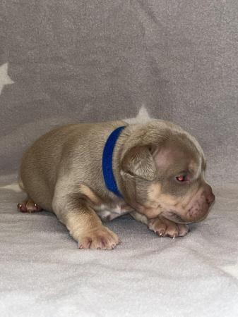 Image 7 of Pocket bully puppies for sale abkc registered