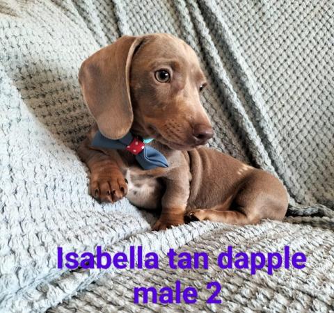 Image 3 of READY NOW KC reg Miniature Dachshund puppies