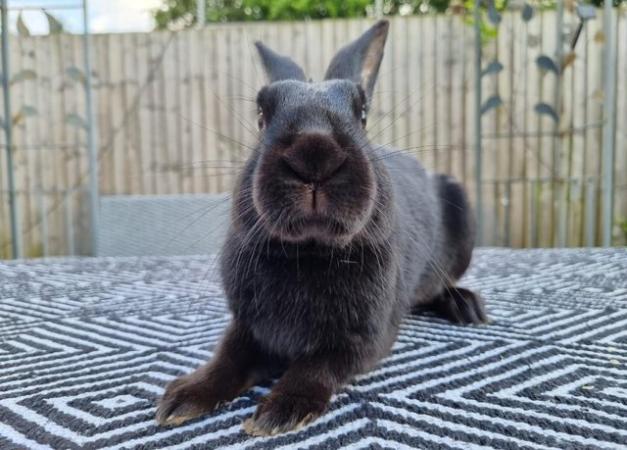 Image 5 of Handsome bunny looking for a new home.