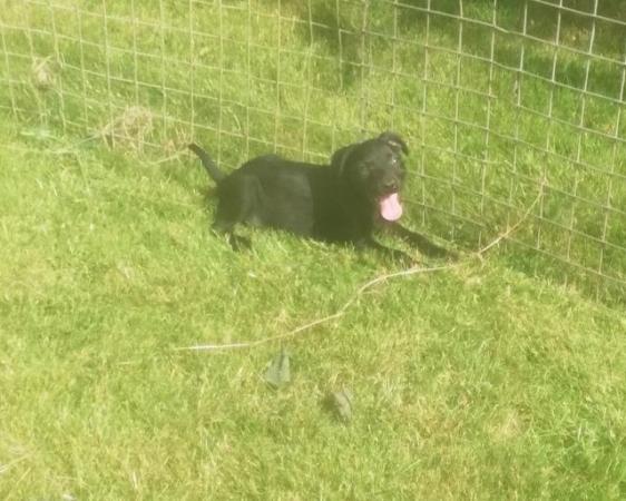 Image 8 of Patterdale terrier pups ready now little livewires