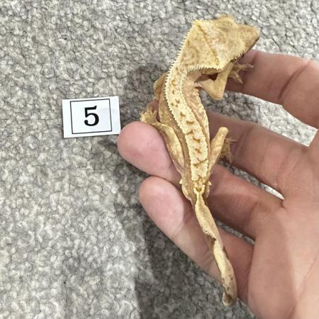 Image 7 of CRESTED GECKOS FOR SALE! MALE & FEMALE MORPHS AVAILABLE