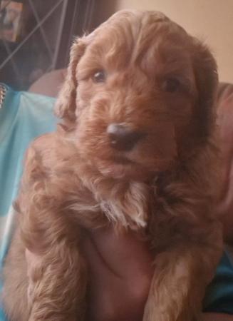 Image 15 of Fabulous F2 cockapoo pups for sale