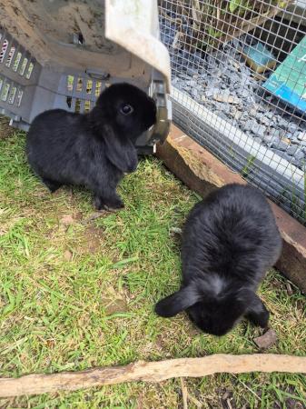Image 8 of 8 week old Mini lops for  sale