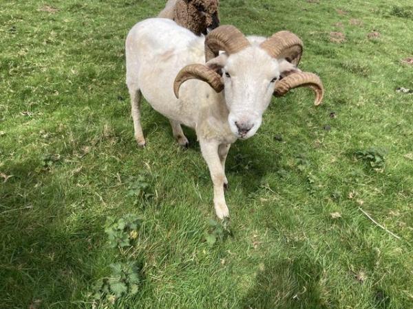 Image 1 of Wiltshire Horn Ram - proven & pedigree registered