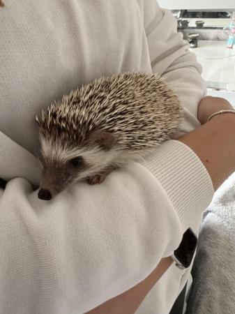 Image 11 of African Pygmy Hedgehog for sale with set up