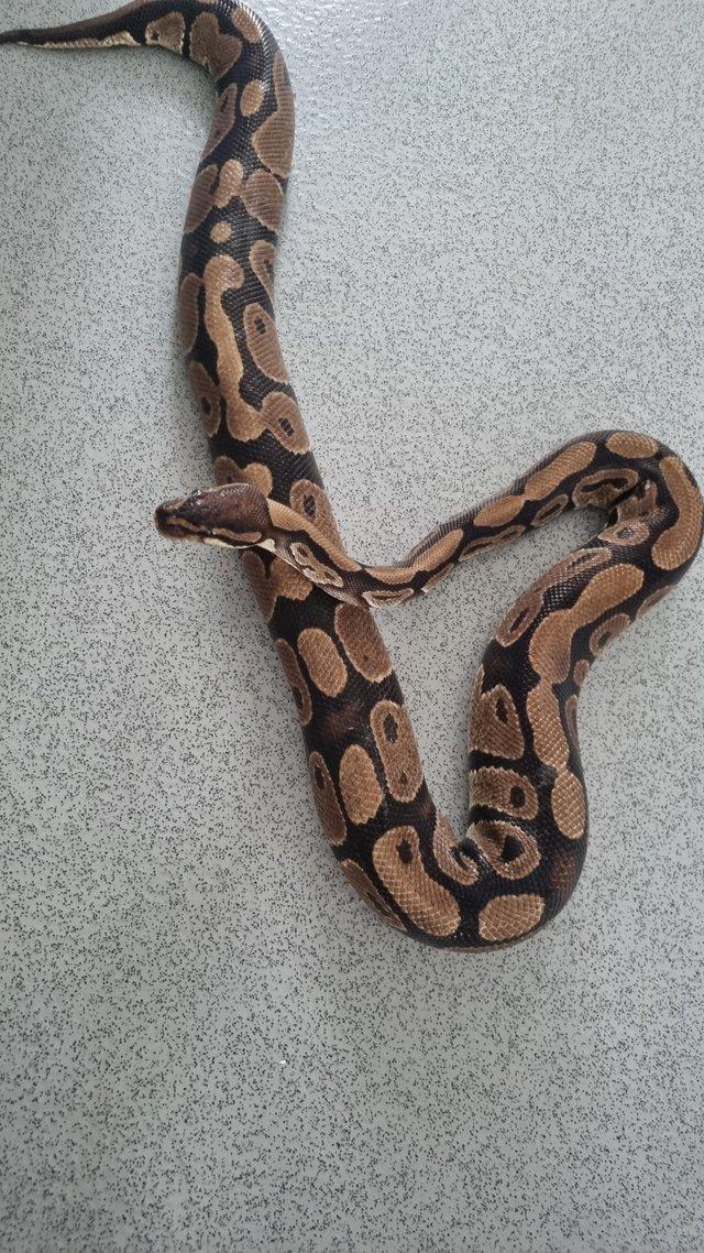 Preview of the first image of classic royal ball python.