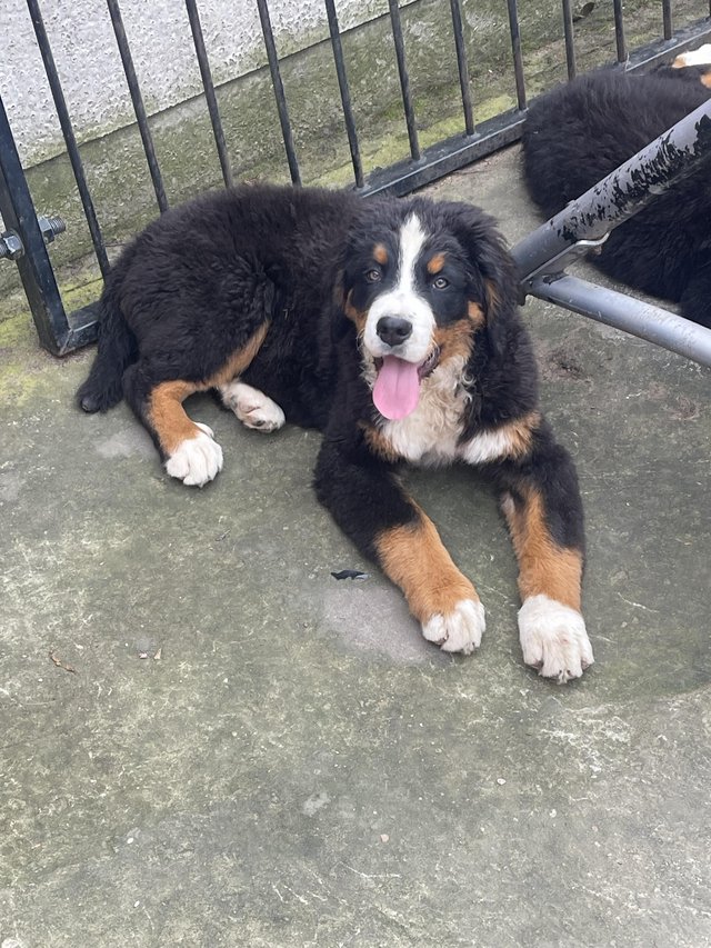 Preview of the first image of Quality BMD puppy from very good parents.