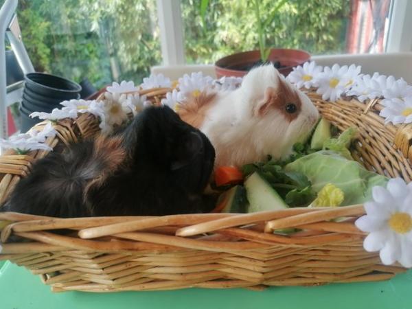 Image 3 of Two Fluffy Male Guinea Pigs