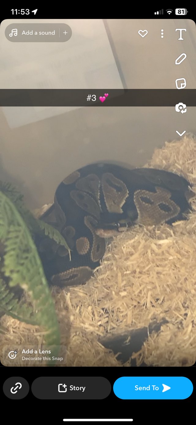 Preview of the first image of Ball python + Set Up & heat mats.