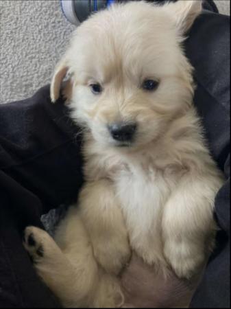 Image 9 of *Ready now* Golden retriever puppies *