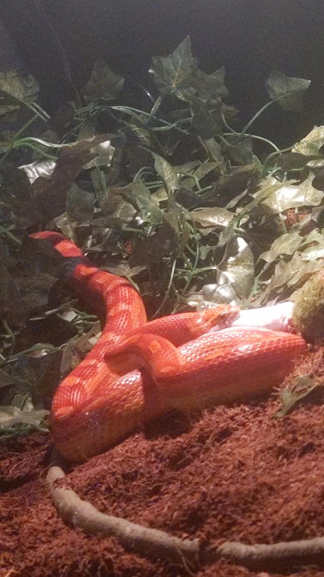 Preview of the first image of Corn snake with tank setup.