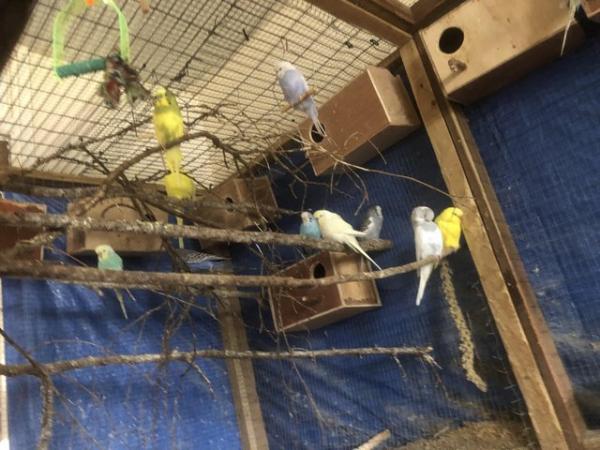 Image 3 of 7 Budgies searching for their new homes