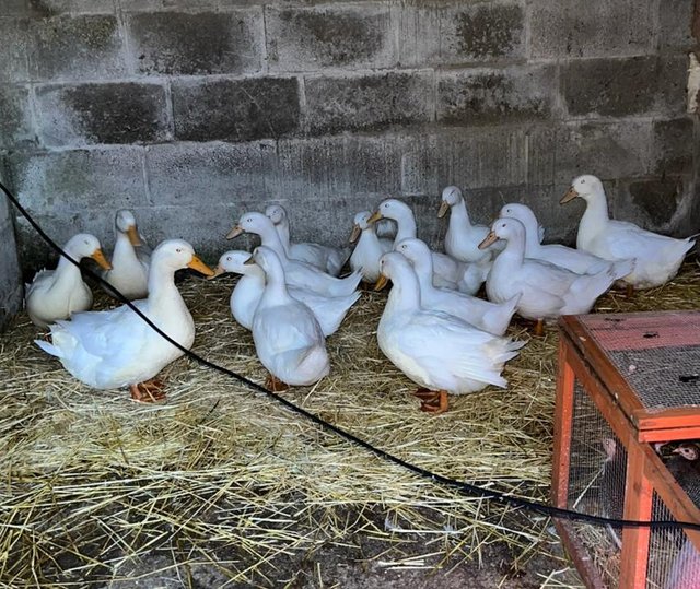Preview of the first image of Aylesbury X Buff Orpington Ducks.