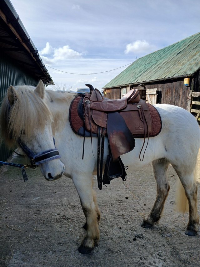 Preview of the first image of Barefoot nevada saddle and pad.