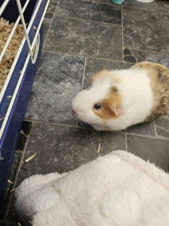 Image 3 of 2 x male guinea pigs and cages