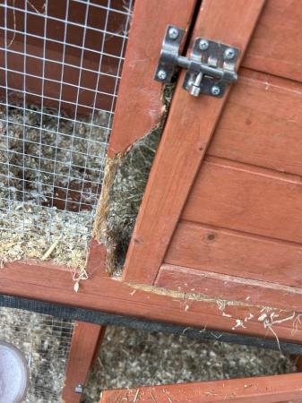 Image 5 of Female rabbit and hutch