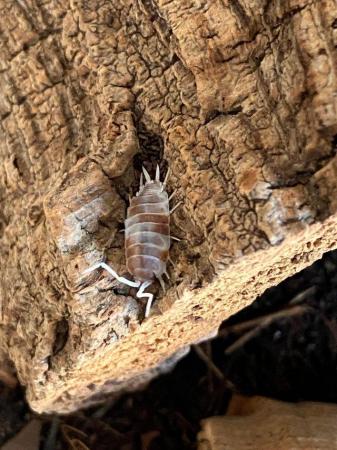 Image 3 of Multiple species of isopods for sale