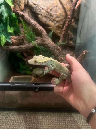 Image 2 of Crested gecko and enclosure for sale £150