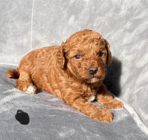 Image 15 of Gorgeous,Deep Red,Health tested Cavapoo pups