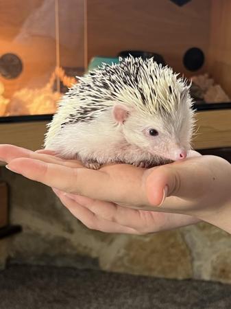 Image 3 of African Pygmy hedgehog with enclosure