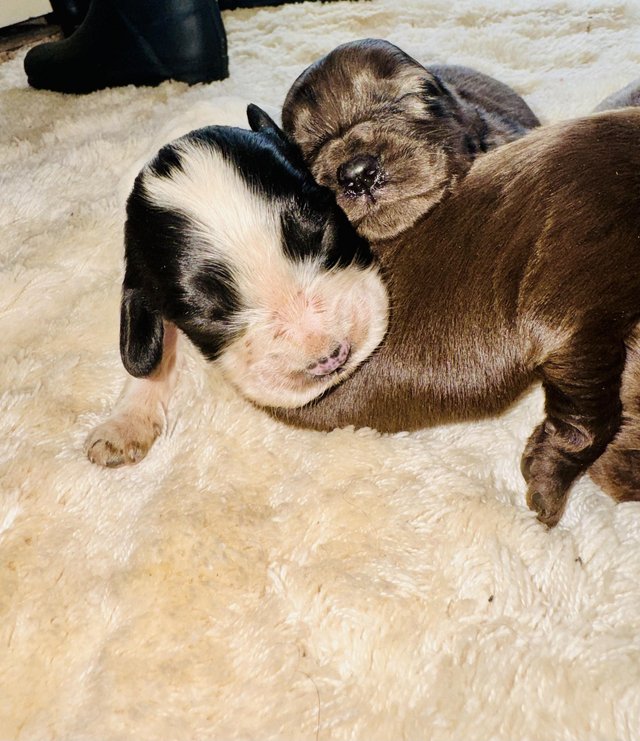 Preview of the first image of Merle springer spaniel puppys.